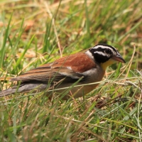 Trznadel złotobrzuchy - Fringillaria flaviventris - Golden-breasted Bunting