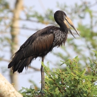 Kleszczak afrykański - Anastomus lamelligerus - African Openbill