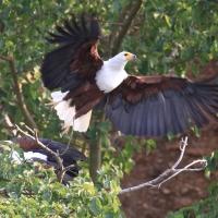 Bielik afrykański - Haliaeetus vocifer - African Fish Eagle