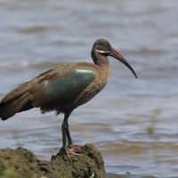 Ibis białowąsy - Bostrychia hagedash - Hadada Ibis