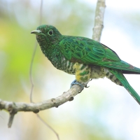 Kukułeczka złocista - Chrysococcyx cupreus - African Emerald Cuckoo