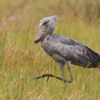 Trzewikodziób - Balaeniceps rex - Shoebill