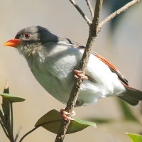 Wikłacz czerwonogłowy - Malimbus rubriceps - Red-headed Weaver
