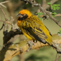 Wikłacz łuskowany - Malimbus spekei - Speke's Weaver