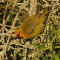 Wikłacz okularowy - Malimbus ocularis - Spectacled Weaver