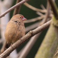 Amarantka zmienna - Lagonosticta rubricata - African Firefinch