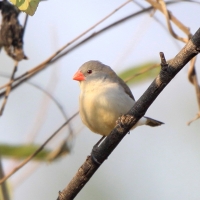 Astryld bagienny - Estrilda paludicola - Fawn-breasted Waxbill