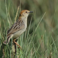 Chwastówka rechocząca - Cisticola chiniana - Rattling Cisticola