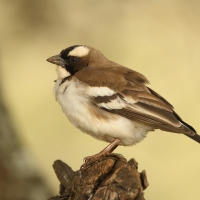 Dziergacz białobrewy - Plocepasser mahali - White-browed Sparrow-Weaver