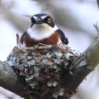 Krępnik ciemnogłowy - Batis minor - Black-headed Batis