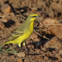 Afrokulczyk mozambijski - Crithagra mozambica - Yellow-fronted Canary