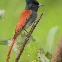 Muchodławka wspaniała - Terpsiphone viridis - African Paradise-flycatcher