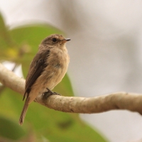Muchołówka myszata - Muscicapa adusta - African Dusky Flycatcher