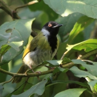 Nikornik czarnolicy - Apalis personata - Black-faced Apalis