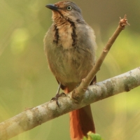 Palmodrozd tarczowy - Cichladusa arquata - Collared Palm Thrush