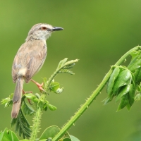 Prinia myszata - Prinia subflava - Tawny-flanked Prinia