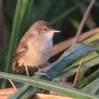 Trzcinniczek tęposkrzydły - Acrocephalus baeticatus - African Reed Warbler