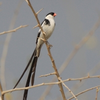 Wdówka białobrzucha - Vidua macroura - Pin-tailed Whydah