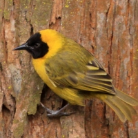 Wikłacz ciemnodzioby - Ploceus pelzelni - Slender-billed Weaver