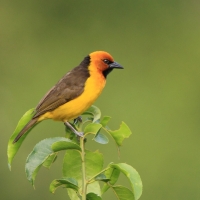 Wikłacz czarnogardły - Malimbus nigricollis - Black-necked Weaver