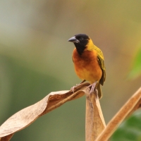Wikłacz czarnogłowy - Malimbus melanocephalus - Black-headed Weaver