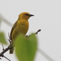 Wikłacz złoty - Malimbus aurantius - Orange Weaver