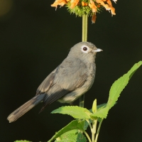 Mucharka białooka - Melaenornis fischeri - White-eyed Slaty Flycatcher