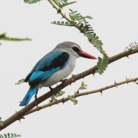 Łowiec jasny - Halcyon senegalensis - Woodland Kingfisher
