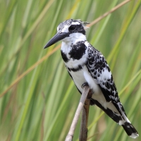Rybaczek srokaty - Ceryle rudis - Pied Kingfisher