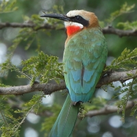 Żołna białoczelna - Merops bullockoides - White-fronted Bee-eater