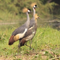 Koronnik szary - Balearica regulorum - Grey Crowned Crane