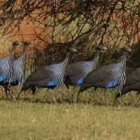 Perlica sępia - Acryllium vulturinum - Vulturine Guineafowl