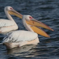 Pelikan różowy - Pelecanus onocrotalus - Great White Pelican