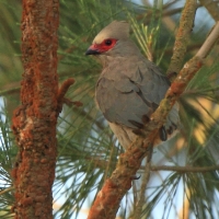 Czepiga czerwonolica - Urocolius indicus - Red-faced Mousebird