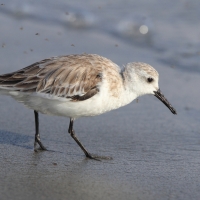 Piaskowiec - Calidris alba - Sanderling