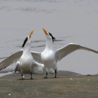 Rybitwa złotodzioba - Thalasseus bergii - Greater Crested Tern