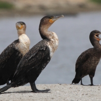 Kormoran przylądkowy - Phalacrocorax capensis - Cape Cormorant