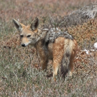 Szakal czaprakowy na nadmorskich solniskach.