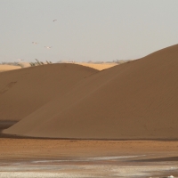 Pustynia Namib nad oceanem.