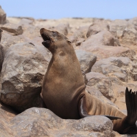 Kolonia kotików karłowatych - półwysep Cape Cross.