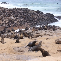 Kolonia kotików karłowatych - półwysep Cape Cross.
