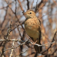 Świergotek długodzioby - Corydalla similis - Long-billed Pipit