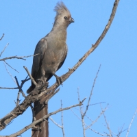 Hałaśnik szary - Corythaixoides concolor - Grey Go-away-bird