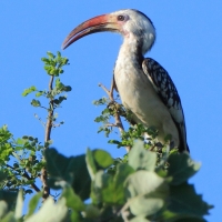 Toko namibijski - Tockus damarensis - Damara Hornbill
