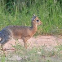 Dikdik.
