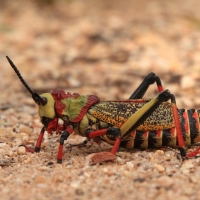 Owady też bywają kolorowe.