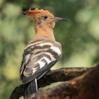 Dudek rdzawy - Upupa epops africana - African Hoopoe