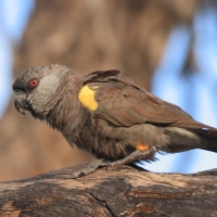 Afrykanka niebieskorzytna - Poicephalus rueppellii - Rüppell's Parrot