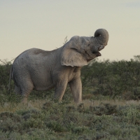Słoń w P.N. Etosha.