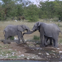 Słonie przy wodopoju.